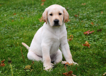 Guide dog puppy Irvine sat on grass, looking into camera.